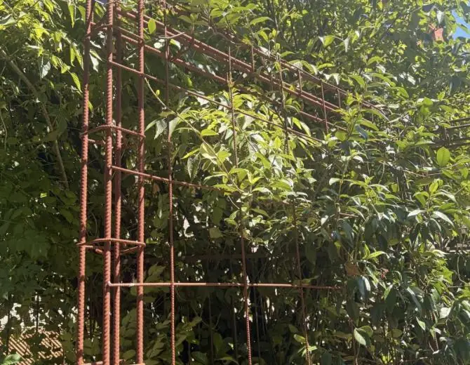 Treillage métallique et plantes grimpantes