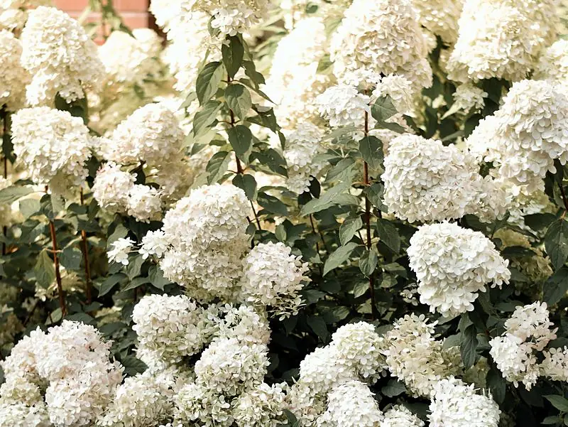 Massifs d’hortensias blancs le long d’un muret