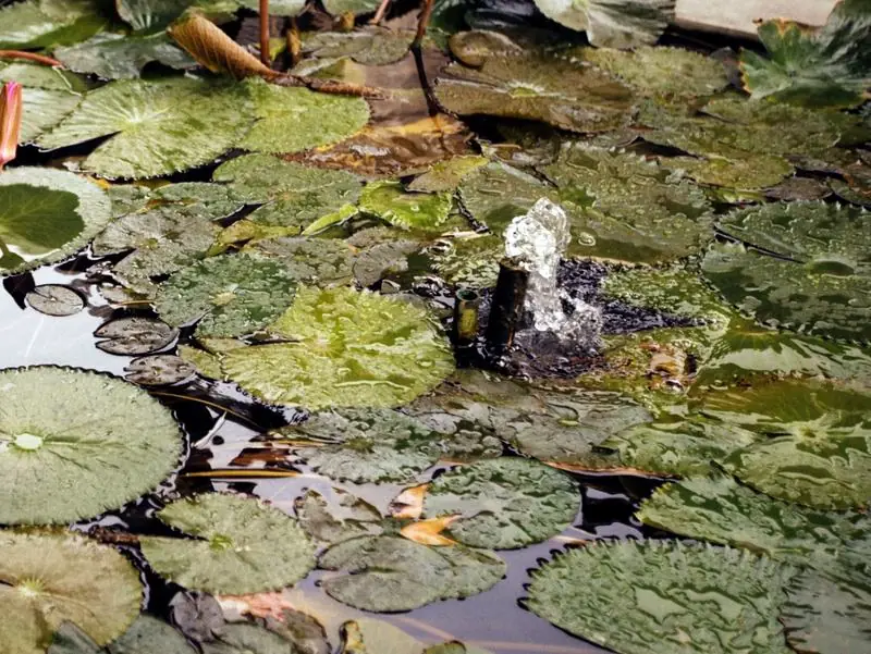 Bassin aquatique avec nénuphars et jet d’eau