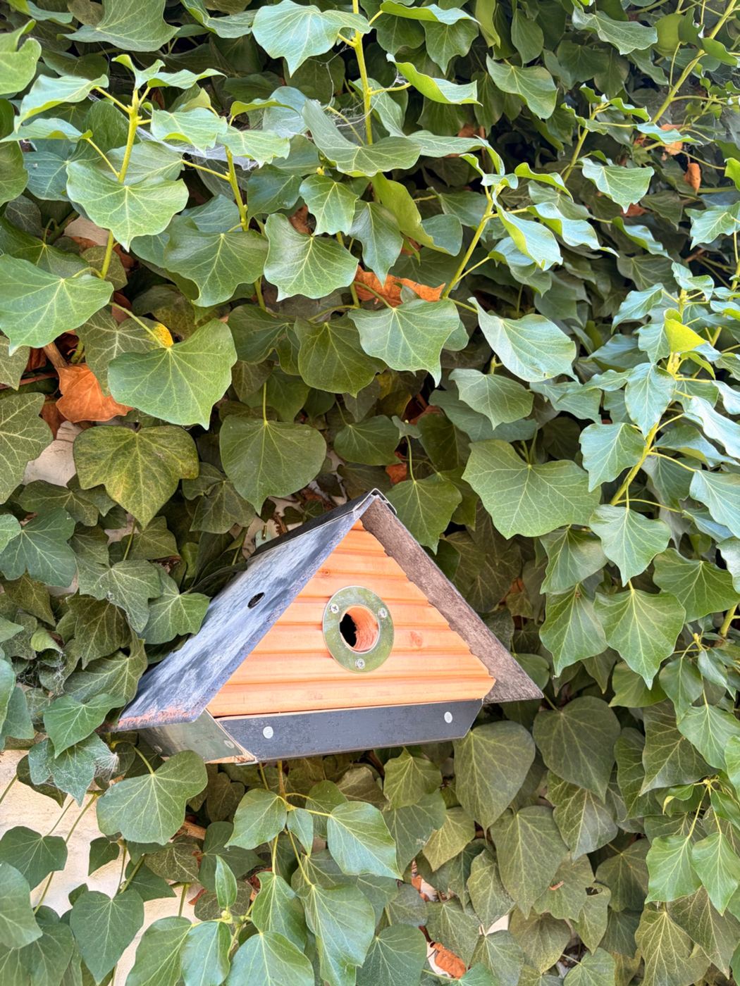 Nichoir en bois installé dans le lierre