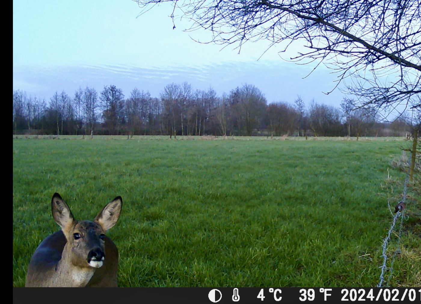 Chevreuil photographié par un piège photographique en bordure de prairie
