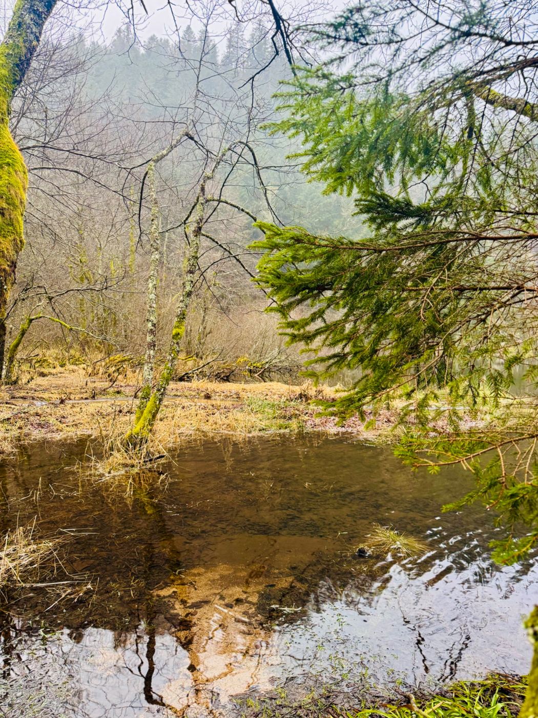 Petite mare naturelle bordée d’herbes et d’arbres couverts de mousse
