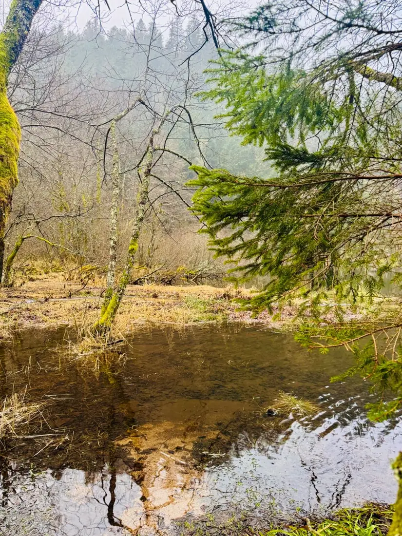 Mare et arbres en automne