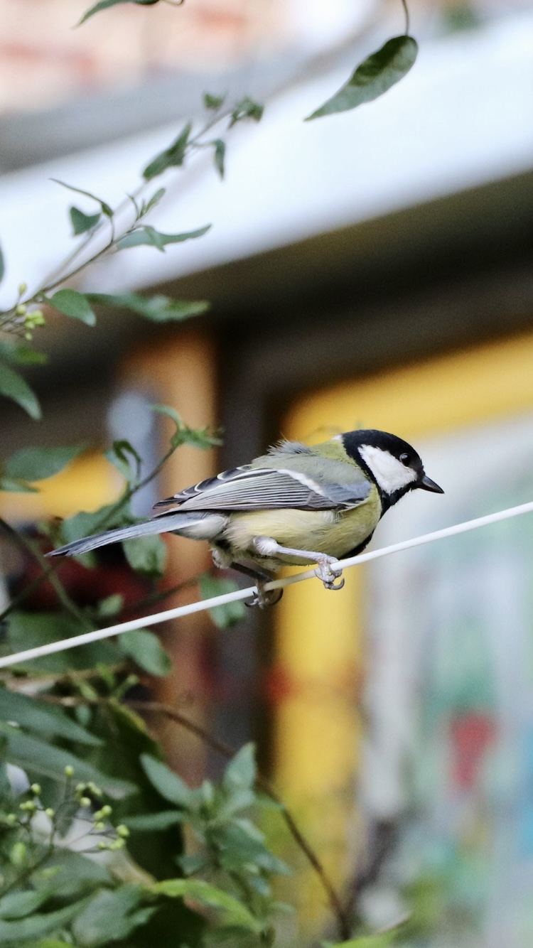 Mésange charbonnière posée sur un fil