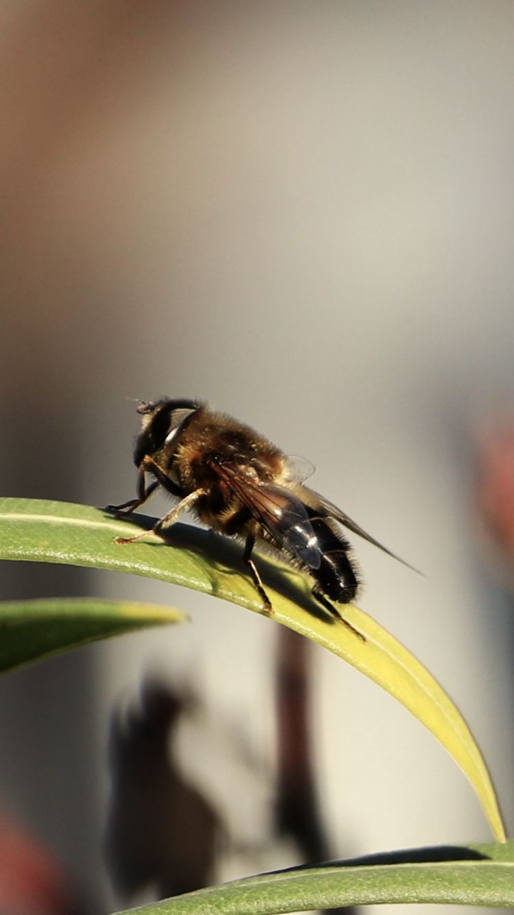 Syrphe, un insecte pollinisateur, posé sur une feuille